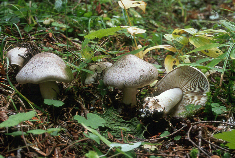 Tricholoma pardinum